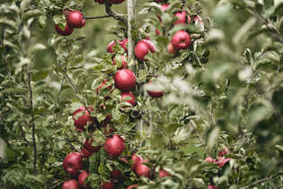 Reiche Apfelernte – ein Baum voller rot glänzender Früchte im Herzen des Land der 1000 Hügel | © Tourimia Tourismus GmbH