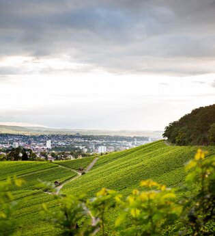 Ausblick vom Wartberg. Über grüne Weinreben hinweg sieht man bei bewölktem Himmel  weit in der Ferne die Stadt Heilbronn | © Heilbronn Marketing GmbH