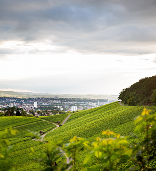 Ausblick vom Wartberg. Über grüne Weinreben hinweg sieht man bei bewölktem Himmel  weit in der Ferne die Stadt Heilbronn | © Heilbronn Marketing GmbH