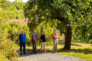 Panoramaweg Taubertal - Organisierte Wanderung | © Liebliches Taubertal