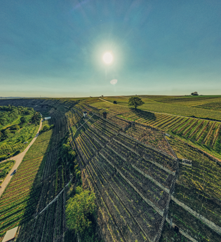 Blick über die Weinberge auf die Katzenbeisser Steillagen bei Lauffen am Neckar. | © Touristikgemeinschaft HeilbronnerLand e.V.