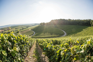 Weinberge | Weinkonvent Dürrenzimmern | HeilbronnerLand | © Weinkonvent Dürrenzimmern eG