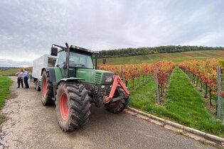 Planwagenfahrt mit dem Zabergäu-Rebell am Stromberg rund um den Weinsüden Weinort Brackenheim | © Neckar-Zaber-Tourismus e.V.