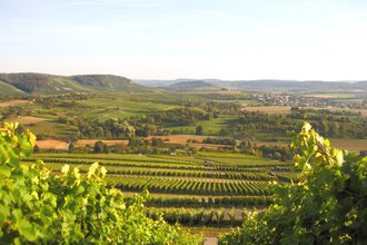 Schöne Aussicht von den Weinreben des Weinausschanks Weingut Holzapfel | Neckarsulm | HeilbronnerLand | © Weinausschank Weingut Holzapfel