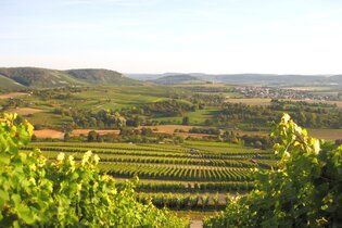Schöne Aussicht von den Weinreben des Weinausschanks Weingut Holzapfel | Neckarsulm | HeilbronnerLand | © Weinausschank Weingut Holzapfel