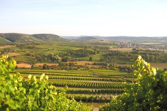 Schöne Aussicht von den Weinreben des Weinausschanks Weingut Holzapfel | Neckarsulm | HeilbronnerLand | © Weinausschank Weingut Holzapfel