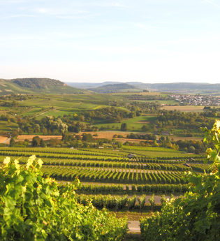 Schöne Aussicht von den Weinreben des Weinausschanks Weingut Holzapfel | Neckarsulm | HeilbronnerLand | © Weinausschank Weingut Holzapfel