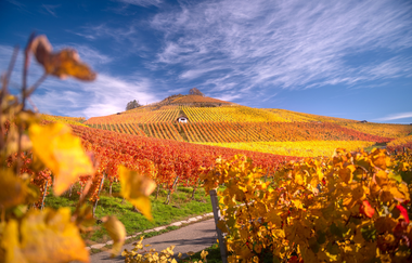 Scheuerberg im Herbstkleid | © Touristikgemeinschaft HeilbronnerLand e.V.