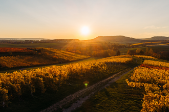 Querfeldein-Weinwanderung-Rolf Willy | © Privatkellerei Rolf Willy