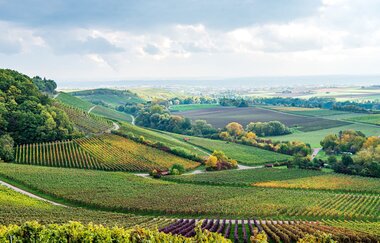 Weinlandschaft im Zabergäu - Ausblick vom Zweifelberg | HeilbronnerLand | © Touristikgemeinschaft HeilbronnerLand e.V.