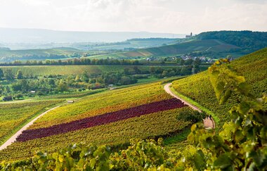 Radreiseleitung für Busunternehmen | © Touristikgemeinschaft HeilbronnerLand e.V.