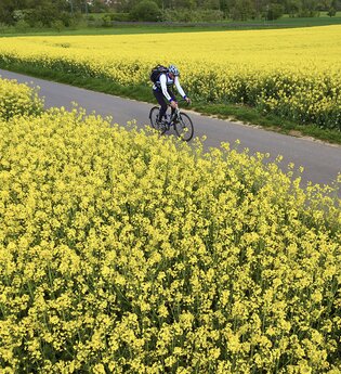 Radfahrer auf Radweg links und rechts umgeben von gelben Rapsfeldern | © Tourismusverband "Liebliches Taubertal" e.V.