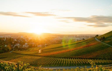 Eine Aussicht aus den Weinbergen bei Sonnenuntergang.  Die Weinreben erstrecken sich über die Hänge und bilden gleichmäßige Reihen.  Die Farben sind warm und golden, während der Himmel hell und klar ist.  Im Hintergrund ist eine Stadtlandschaft zu sehen.