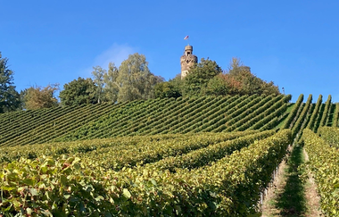 Sektfrühstück im Weinberg zwischen den Reben