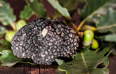 Ein großes Exemplar eines vollreifen Burgundertrüffels mit 82 Gramm auf Eichenblättern