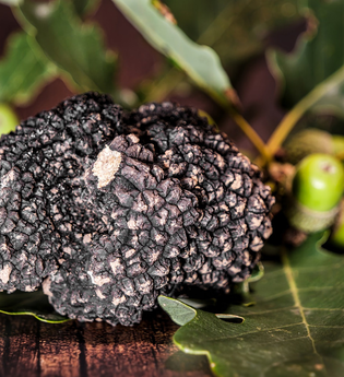 Ein großes Exemplar eines vollreifen Burgundertrüffels mit 82 Gramm auf Eichenblättern