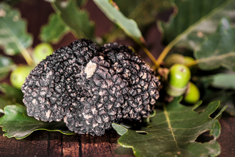 Ein großes Exemplar eines vollreifen Burgundertrüffels mit 82 Gramm auf Eichenblättern