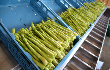 Spargel, Erdbeeren und Wein | Busgruppenprogramm | © Neckar-Zaber-Tourismus e.V.