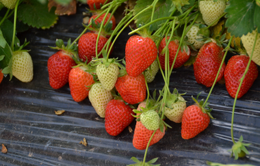 Spargel, Erdbeeren und Wein | Busgruppenprogramm | © Neckar-Zaber-Tourismus e.V.