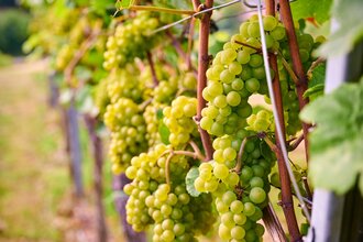 Spurensuche - von der Traube zum Wein | Weinerlebnisführung mit Carmen Blatt | © Neckar-Zaber-Tourismus e.V.