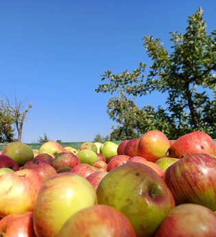Geerntete Äpfel im Korb auf einer Streuobstwiese | © Hohenlohe Künzelsau | Burgstallhof