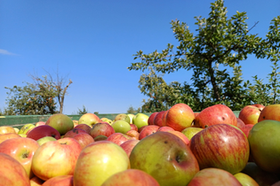 Geerntete Äpfel im Korb auf einer Streuobstwiese | © Hohenlohe Künzelsau | Burgstallhof