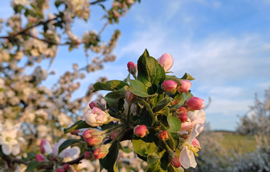 Blühender Streuobstbaum | © Hohenlohe Künzelsau | Burgstallhof