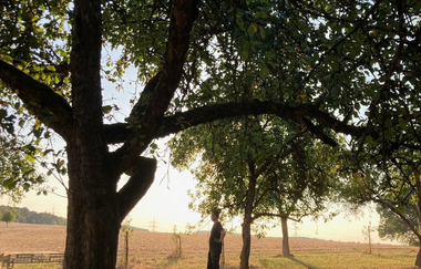 Streuobstbäume auf einer Wiese beim Hollenbacher Mönchswald | © Touristikgemeinschaft Hohenlohe e. V. | Anne Böhm