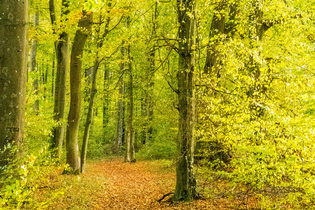 Tauche ein in die Stille der Natur | © Jennifer Reisner Fotografie