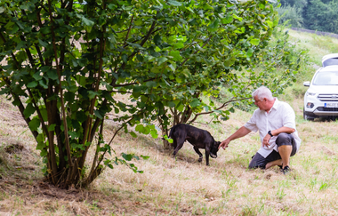 Trüffelsucher bei der Arbeit | © Michael Mörsel