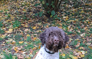 Trüffelhund Pino | © Michael Mörsel