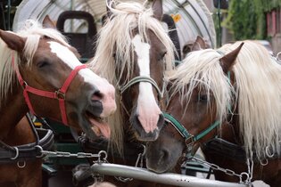 Unterwegs wie einst die Mönche | © Klosterwelten