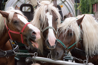 Unterwegs wie einst die Mönche | © Klosterwelten