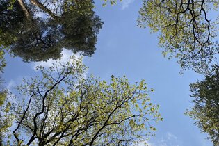 Vergnügt genügsam - achtsamer Naturspaziergang - speziell für Frauen | Waldbaden in der Neckar-Zaber-Region mit Helga Naujoks
