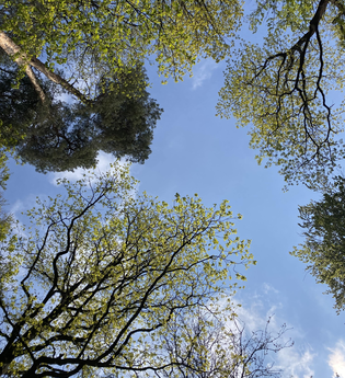 Vergnügt genügsam - achtsamer Naturspaziergang - speziell für Frauen | Waldbaden in der Neckar-Zaber-Region mit Helga Naujoks | © Neckar-Zaber-Tourismus e.V.