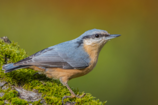 Vogelstimmenwanderung  mit der NABU Gruppe Kraichtal | © Stadt Kraichtal