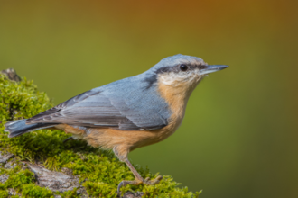 Vogelstimmenwanderung  mit der NABU Gruppe Kraichtal | © Stadt Kraichtal
