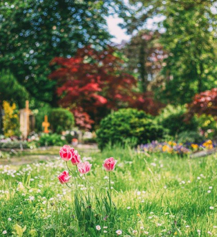 Im vorderen Teil des Bildes ist eine Wiese mit vielen kleinen, weiß blühenden Pflanzen und ein paar rosa blühenden Tulpen zu sehen. Dahinter sind Büsche mit roten Blättern und höhere Laubbäume zu erkennen