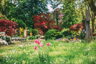 Im vorderen Teil des Bildes ist eine Wiese mit vielen kleinen, weiß blühenden Pflanzen und ein paar rosa blühenden Tulpen zu sehen. Dahinter sind Büsche mit roten Blättern und höhere Laubbäume zu erkennen