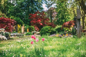 Im vorderen Teil des Bildes ist eine Wiese mit vielen kleinen, weiß blühenden Pflanzen und ein paar rosa blühenden Tulpen zu sehen. Dahinter sind Büsche mit roten Blättern und höhere Laubbäume zu erkennen