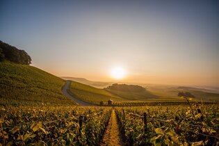 Herbst in den Brackenheimer Weinbergen | © Kraichgau-Stromberg Tourismus e.V.