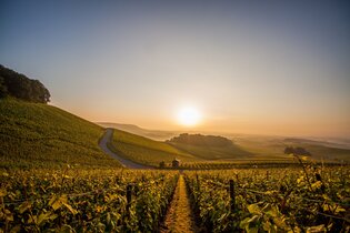 Herbst in den Brackenheimer Weinbergen | © Kraichgau-Stromberg Tourismus e.V.