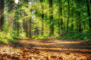 Sonnenstrahlen fluten den grünen Wald. | © pixabay