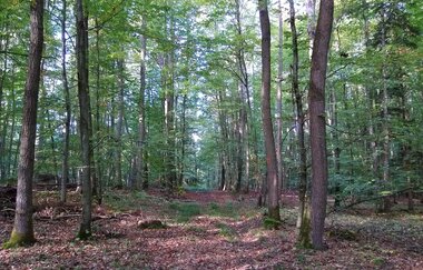 Stadtwald I Bad Rappenau | © Stadt Bad Rappenau