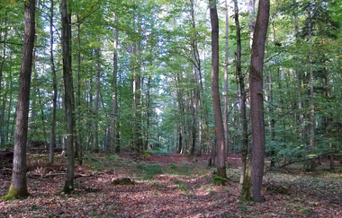 Stadtwald I Bad Rappenau | © Stadt Bad Rappenau