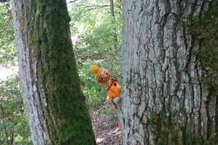 Wichtel hinter Baum