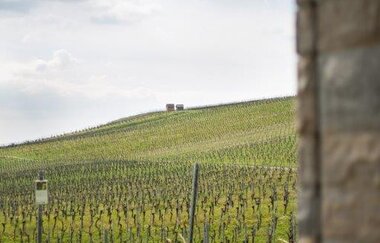 Das Bild zeigt den Blick durch ein Mauerfenster. Dahinter blickt man auf weiten Felder der Reblandschaft des Weinbergs.