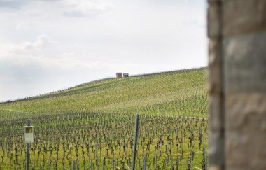Das Bild zeigt den Blick durch ein Mauerfenster. Dahinter blickt man auf weiten Felder der Reblandschaft des Weinbergs.