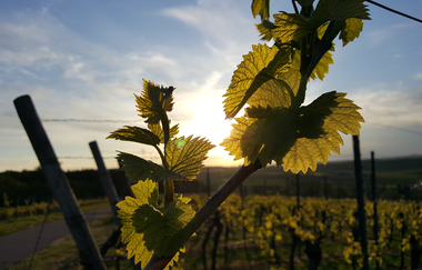 Wein - Sensorik - Kulinarik