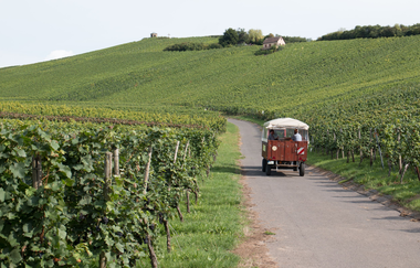 Weinbergrundfahrten mit Weinprobe | Weingut Alexander Bauer | Heilbronn-Sontheim | HeilbronnerLand | © Weingut - Besenwirtschaft - Gästehaus Bauer
